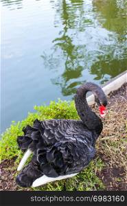 Black swan on ground floor soil near water pool at a botanical garden and it is a popular tourist destination northern Thailand. Cygnus atratus