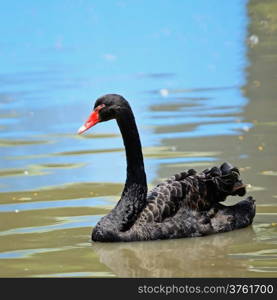 Black Swan on the river