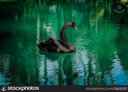 Black swan sweaming at the beautiful lake