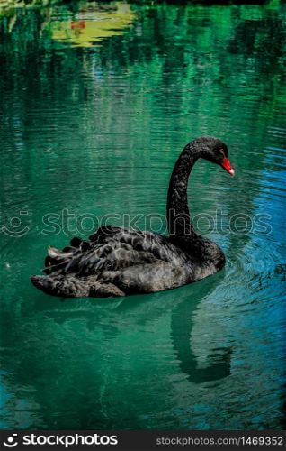 Black swan sweaming at the beautiful lake