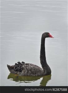 Black Swan Swiming In The Pond
