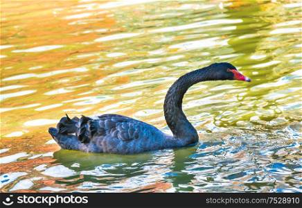 Black swan swimming in green water of sity pond