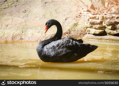 Black swan swimming in the pond in summer / Black Duck