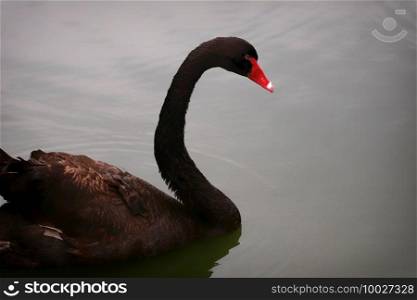 Black swan swimming in the water.