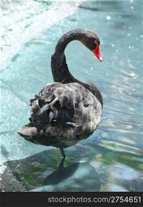 Black swan. The natatorial bird of passage of family duck with a long flexible neck.
