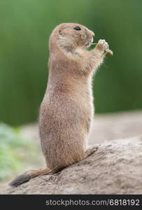 Black-tailed prairie dog (Cynomys ludovicianus) in it's natural habitat