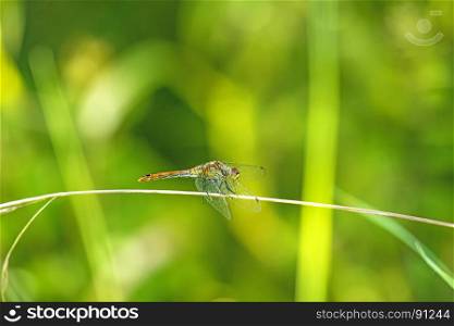 black-tailed skimmer, European dragonfly . black-tailed skimmer, European dragonfly