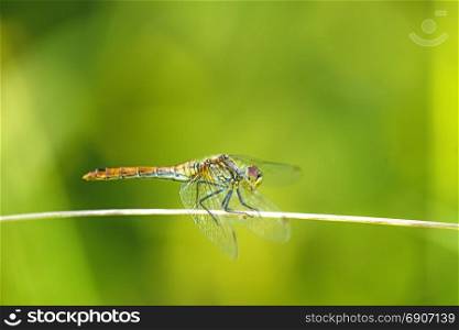 black-tailed skimmer, Orthetrum cancellatum, European dragonfly