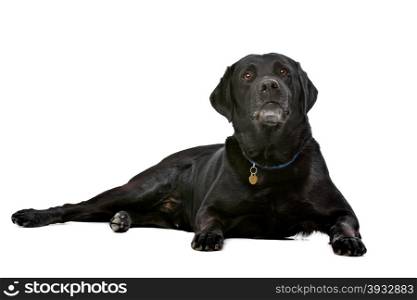 black ten years old Labrador. black ten years old Labrador in front of a white background