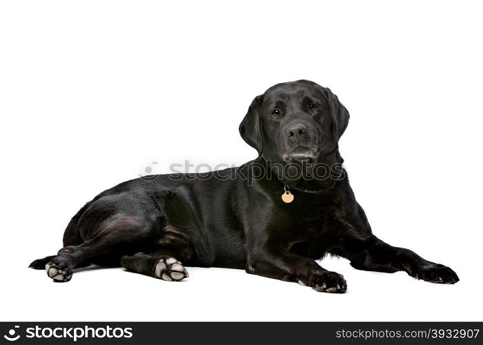 black ten years old Labrador. black ten years old Labrador in front of a white background