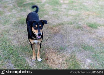 Black Thai dog standing in the middle of the grass looking at.