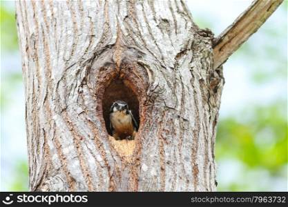 Black-thighed Falconet on tree nature in hole