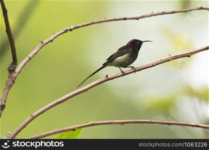 Black-throated Sunbird, Aethopyga saturata,Mishmi Hills, Arunachal Pradesh, India