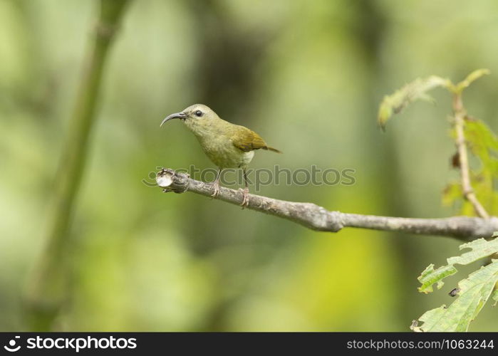 Black-throated Sunbird Female, Aethopyga saturata, Mishmi Hills, Arunachal Pradesh, India