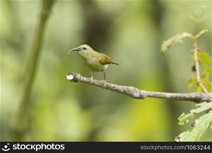 Black-throated Sunbird Female, Aethopyga saturata, Mishmi Hills, Arunachal Pradesh, India