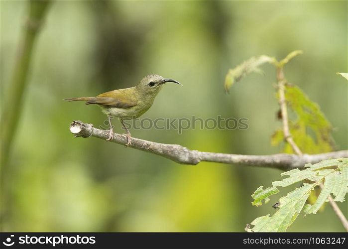 Black-throated Sunbird female, Aethopyga saturata, Mishmi Hills, Arunachal Pradesh, India