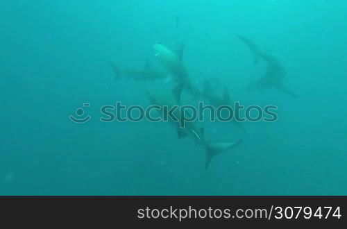 Black tip Sharks swimming around bait