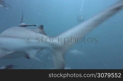 Black tip Sharks swimming around bait