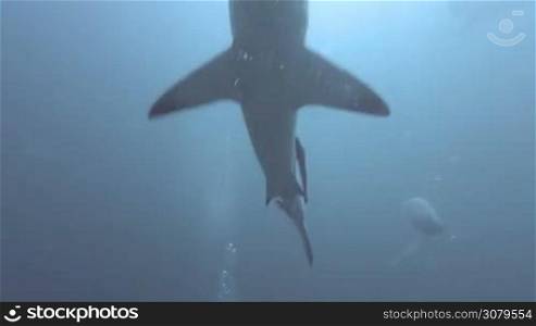 Black tip Sharks swimming around bait