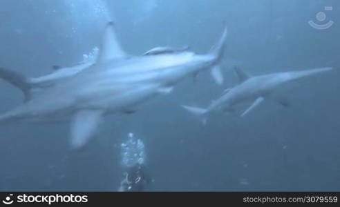 Black tip Sharks swimming around bait