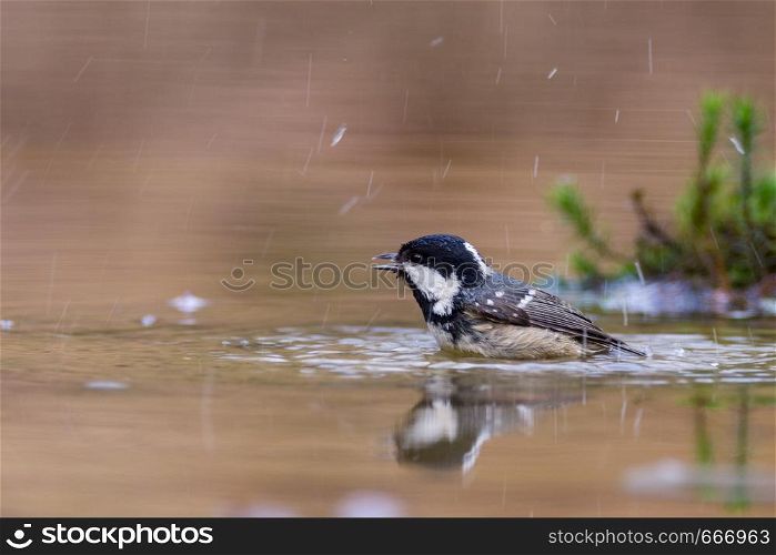 Black tit bathing in a puddle