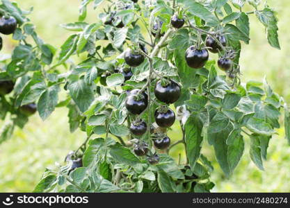 Black tomatoes on a branch in the garden. Indigo rose tomato .. Black tomatoes on a branch in the garden. Indigo rose tomato