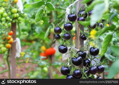 Black tomatoes on a branch in the garden. Indigo rose tomato .. Black tomatoes on a branch in the garden. Indigo rose tomato