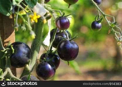 Black tomatoes on a branch in the garden. Indigo rose tomato .