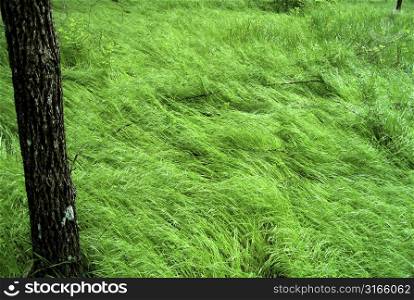 Black tree in tall green grass