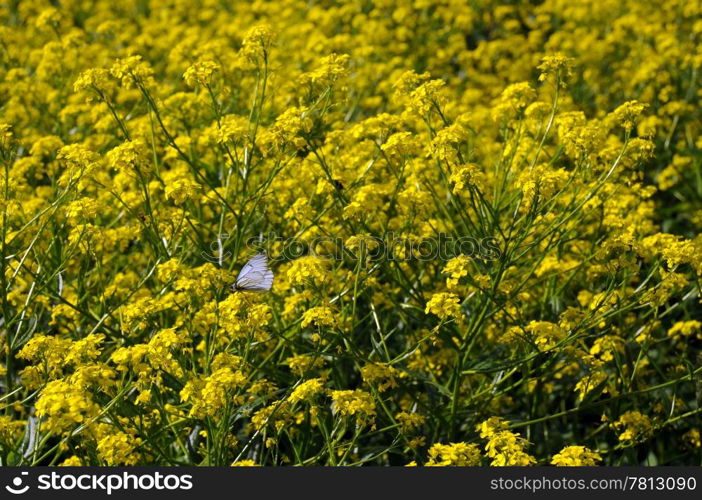 Black-veined white butterfly and yellow tall crowfoot flowers