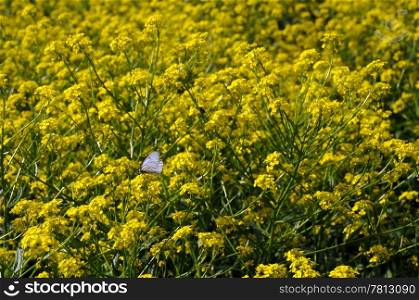 Black-veined white butterfly and yellow tall crowfoot flowers