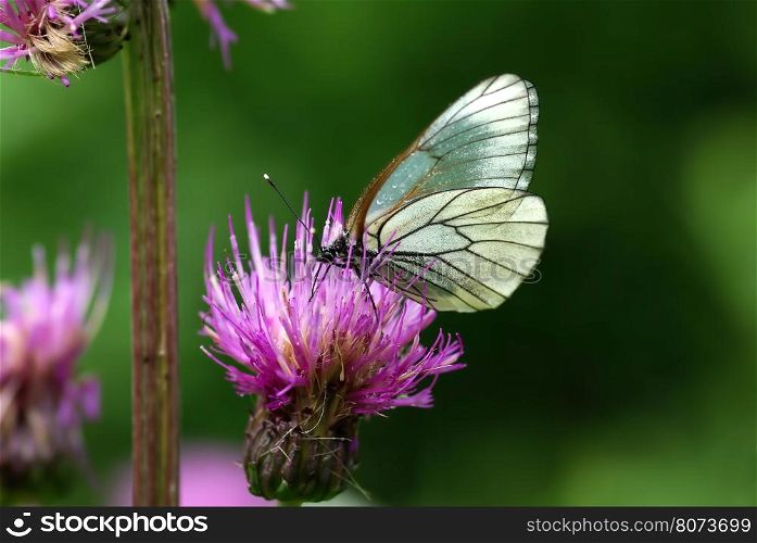 Black-veined White butterfly (Aporia crataegi) on the pink flower