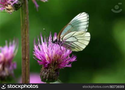 Black-veined White butterfly (Aporia crataegi) on the pink flower