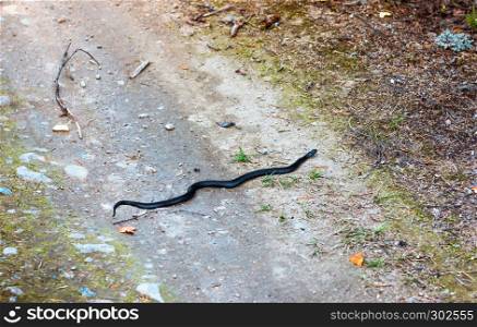 Black viper snake crawling through the sandy track. Selective focus.. Black Snake Crawls
