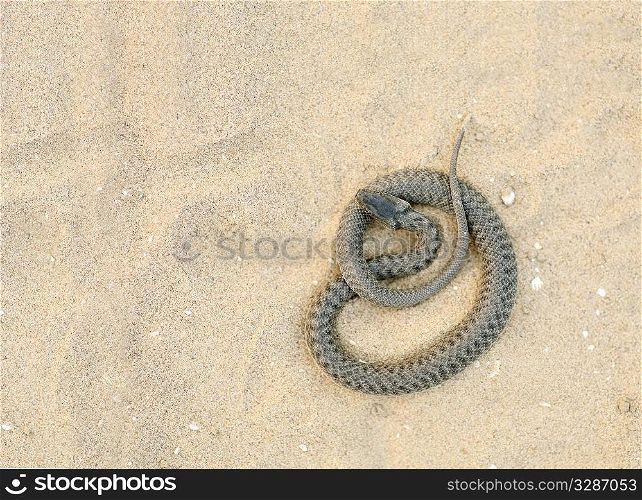 black viper - venomous snake in the coils