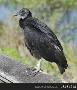 Black Vulture Perchind ,Close Up Shot