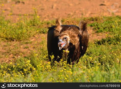 Black vulture walking in bright green grass in sunlight