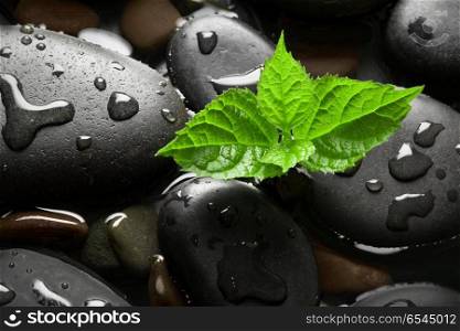 Black wet pebbles with green sprout background. Black wet pebbles with green sprout