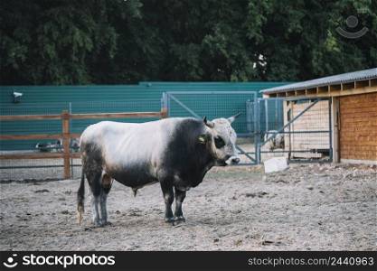 black white bull barn