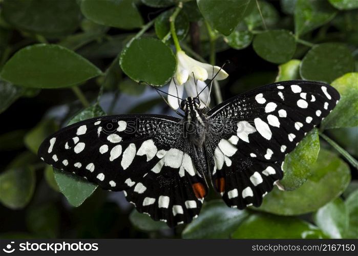 black white butterfly with its wings opened