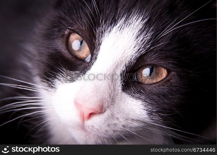 Black & White Kitten close up