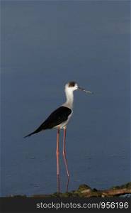 Black-winged Stilt or Common Stilt (Himantopus himantopus) widely distributed very long-legged wader.The breeding habitat of all these stilts is marshes, shallow lakes and ponds. Place-Bhigwan,Ujani Backwaters(Maharashtra)