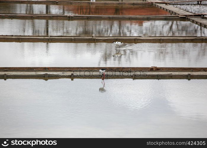 Black-Winged Stilt Wading In Water