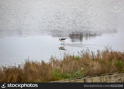 Black-Winged Stilt Wading In Water