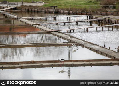 Black-Winged Stilt Wading In Water