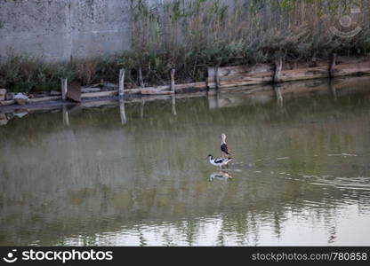 Black-Winged Stilt Wading In Water