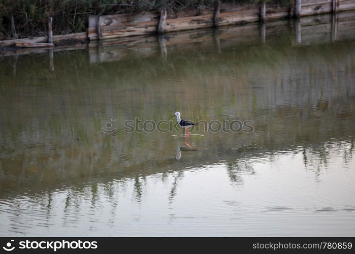 Black-Winged Stilt Wading In Water