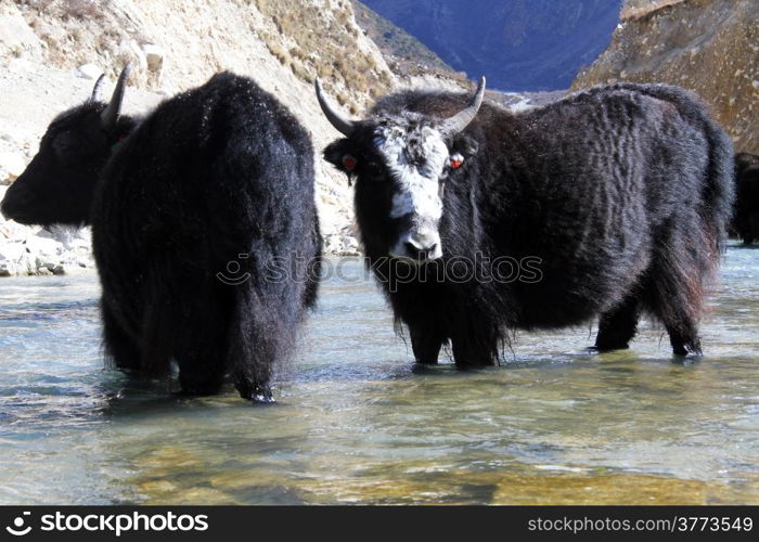 Black yak in the mountain river in Nepal