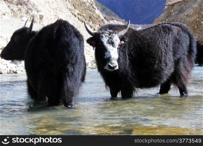 Black yak in the mountain river in Nepal