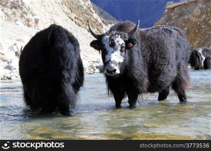 Black yak in the river in Nepal